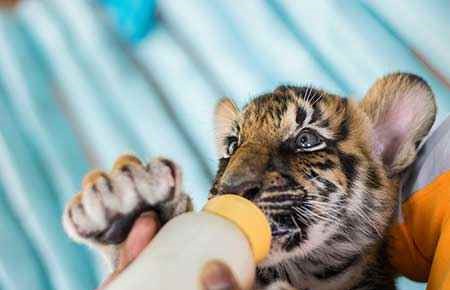 Animal Care Worker