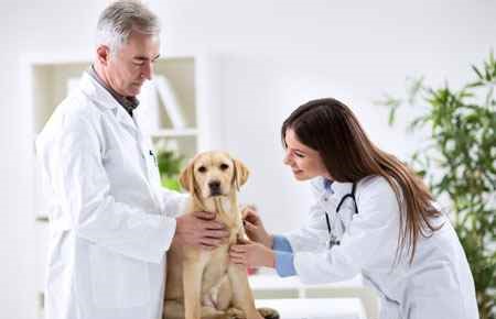 Pre-Veterinary Studies Major